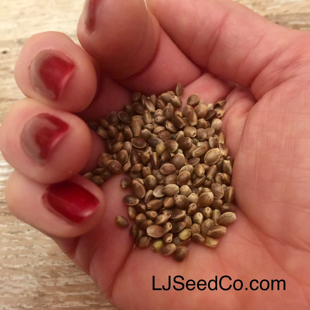 Hemp Seeds the BEST Plant Based Protein
